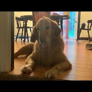 Meet your Posher, Ant